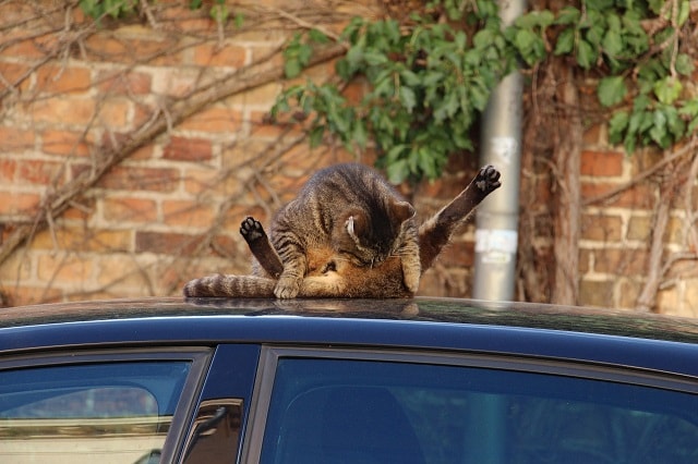 車の上に乗ってしまう猫の写真