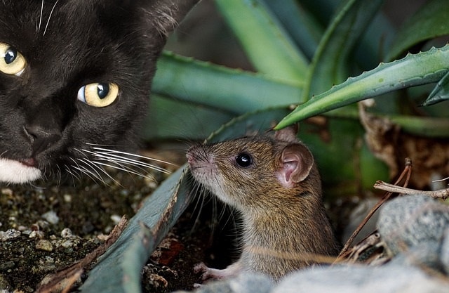 ネズミを狙う猫