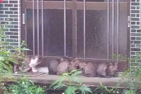 玄関前に集合する猫達