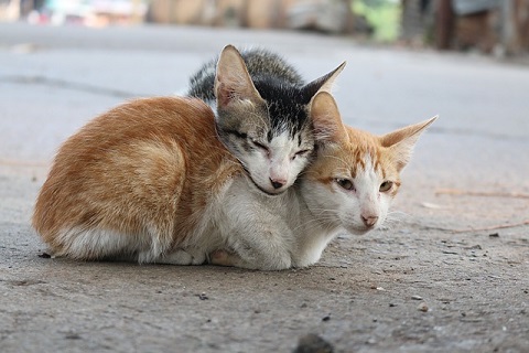 野良猫の鳴き声がうるさいときの対策方法 のらねこらむ