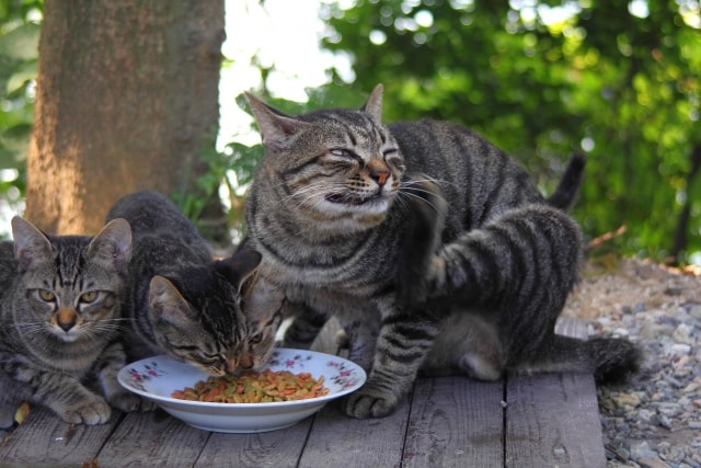 餌を食べる猫達