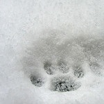雪の足跡の画像