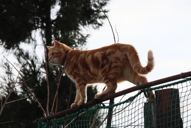フェンスの上の猫の写真