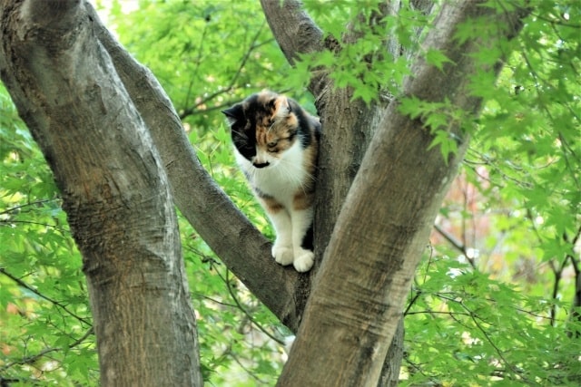 木の上の猫の写真