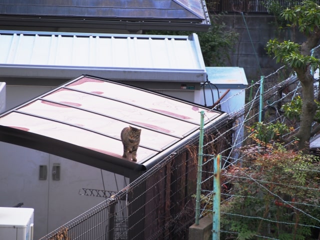 屋根上の猫の写真