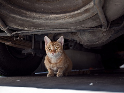 車の下に入り込む野良猫の写真
