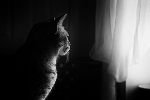 窓際で佇む猫