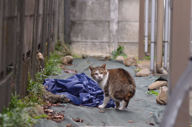 野良猫の被害って酷い家は深刻。被害と住環境について のらねこらむ