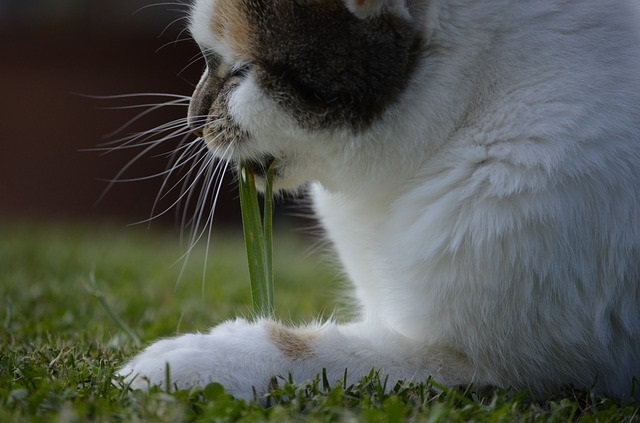 野良猫は雑草を食べる のらねこらむ