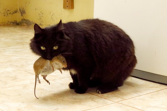 殺鼠剤を食べたネズミを猫が食べたらどうなるか？ u2013 のらねこらむ