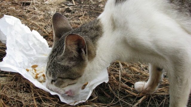 なぜ猫はしゃべりながら餌を食べるのか 鳴き声の意味について のらねこらむ