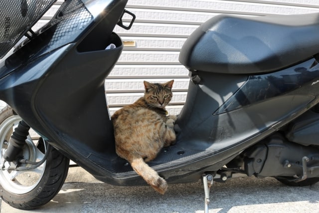 野良猫がバイクに乗っかり毛や糞尿 シートの傷に困っている時の対策 のらねこらむ