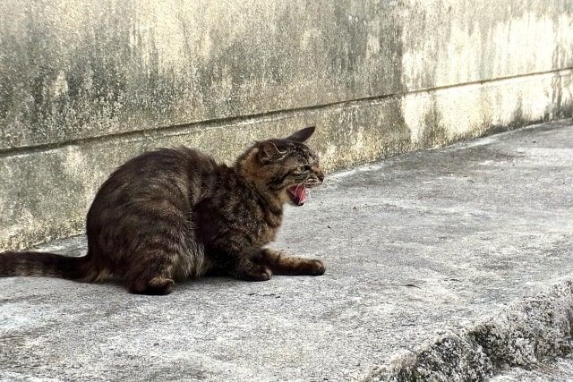 野良猫が シャー と鳴く理由を猫サイドの気持ちで代弁した のらねこらむ