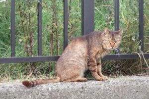 猫が魚を食べる時 魚の骨は刺さらない のらねこらむ