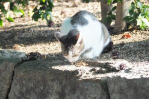 野良猫がお腹を見せて甘えてくる どういう行動 のらねこらむ