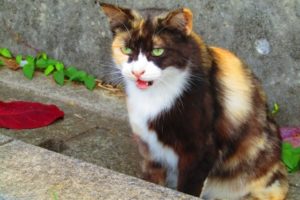 猫駆除に埠頭駅定食を使う前に読むべき のらねこらむ 猫駆除に埠頭駅定食を使う前に読むべき のらねこらむ