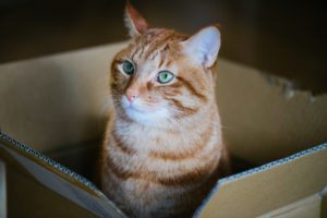 動物虐待は猫が多い なぜ猫がターゲットにされやすいのか のらねこらむ